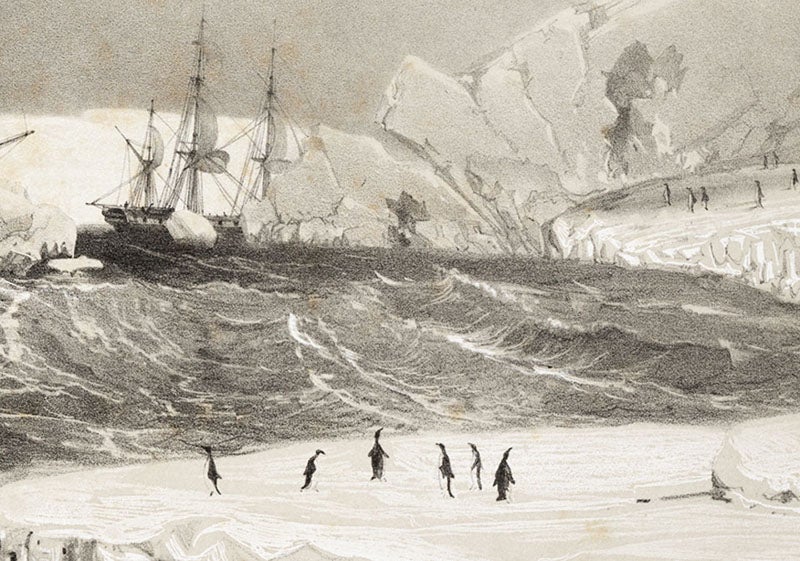 Adélie penguins on ice floe, detail of engraving in Voyage au pole sud et dans l'Océanie sur les corvettes l'Astrolabe et la Zélée, by Jules-Sébastien-César Dumont d'Urville, Atlas pittoresque, pl. 18, 1842-54 (Linda Hall Library)