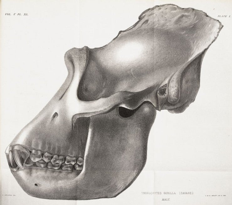 Skull of male Troglodyes gorilla. Image source: Savage, Thomas S. "Notice of the External Characters and Habits of Troglodytes gorilla.”; Wyman, Jeffries. “Osteology of the Same.” Boston Journal of Natural History, vol. 5, 1847, pl. 40.