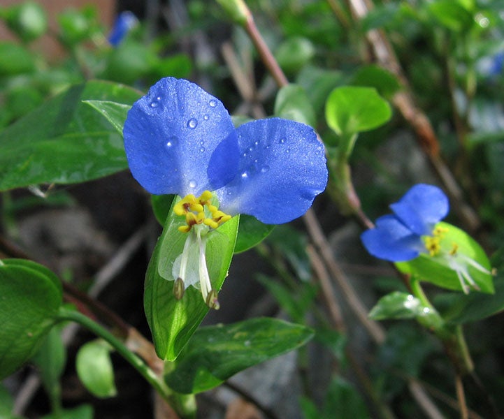 Commelina communis, a dayflower (Wikimedia commons)