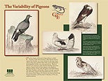 The Variability of Pigeons