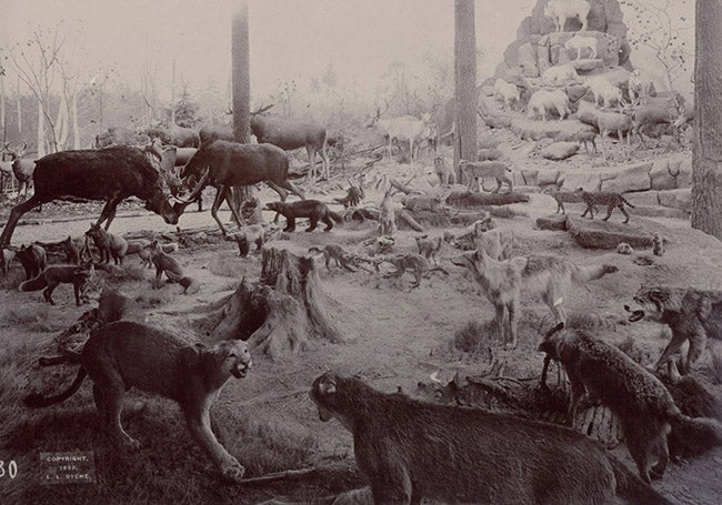 Panorama at the World’s Columbian Exposition, Chicago, by Lewis Dyche, 1893 (Kansas Public Radio)