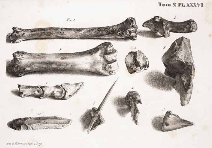 Animal bones and a flaked stone tool. Image source: Schmerling, Philippe Charles. Recherches sur les ossemens fossiles. Atlas 2. Liége: Chez P.-J. Collardin, 1833, pl. 36.