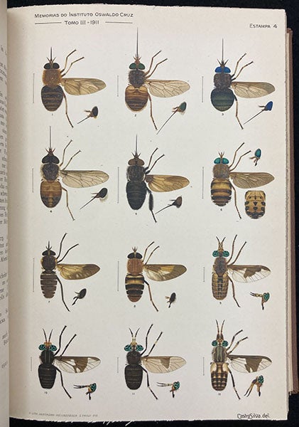 Various flies in the genera Chrysops and Esenbeckia, painting by Manuel de Castro Silva, Memorias do Instituto Oswaldo Cruz, vol. 3, plate 4, 1909 (Linda Hall Library)