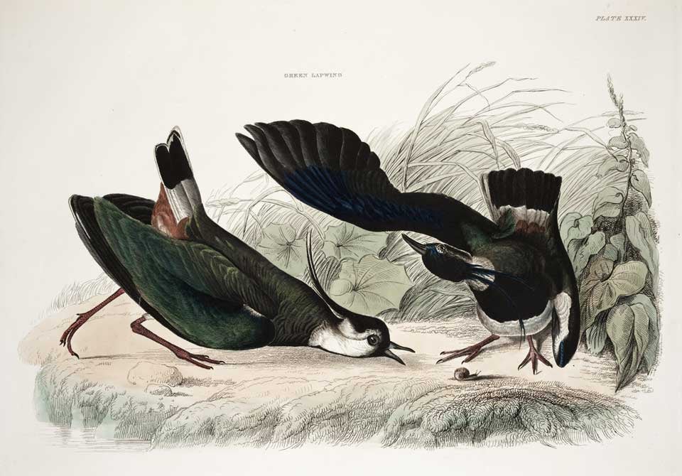 Green Lapwings. Image source: Selby, Prideaux John (1788-1867). Illustrations of British Ornithology. Album, vol. 2, Edinburgh: Printed for the proprietor, and pub. by W.H. Lizars, 1833, pl. 34.
