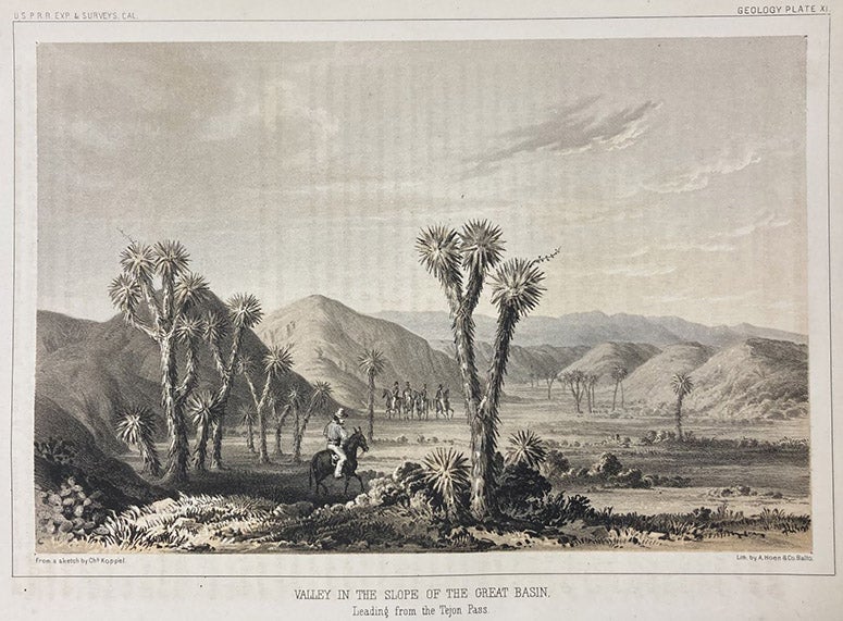 Cacti in a valley on the slope of the Great Basin, chromolithograph after a sketch by Charles Koppel, in Report of Explorations in California for Railroad Routes, by Robert S. Williamson (Pacific Railroad Reports, vol. 5), plate 11, p. 215, 1855 (Linda Hall Library)