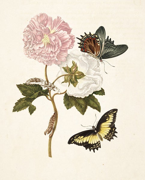 Heraclides butterfly on a hibiscus, hand-colored engraving in Metamorphosis insectorum surinamensium, by Maria Merian, plate 31, slightly cropped, 1705 (Linda Hall Library)