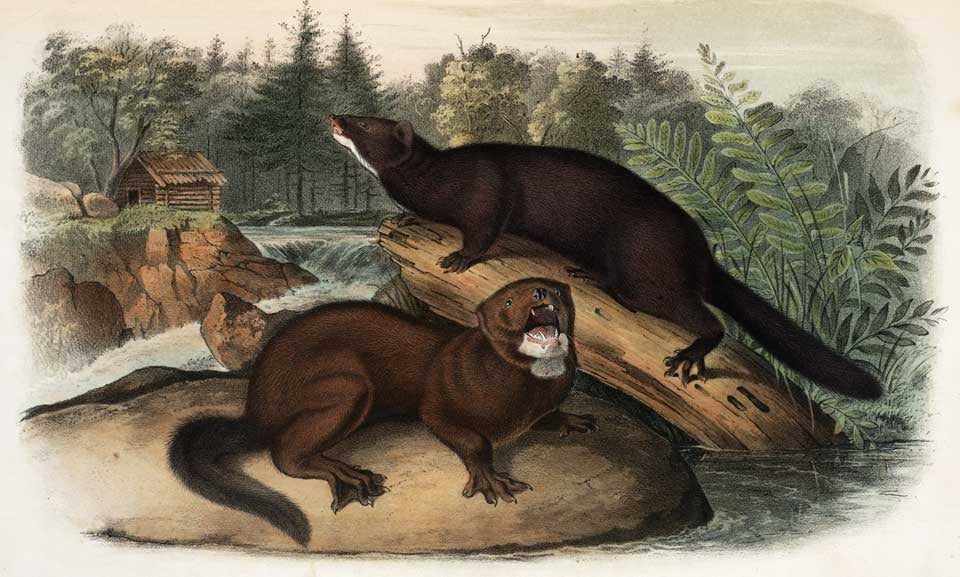 American Mink. Image source: Audubon, John James, et al. The Quadrupeds of North America. Vol. 1. New York: V.G. Audubon, 1849, pl. 33.
