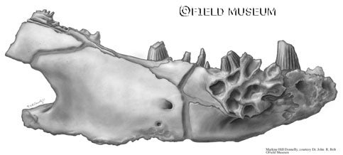 Greererpeton jaw, one of a series of three, a drawing in carbon dust. Image source: Field Museum, courtesy of Dr. John R. Bolt.