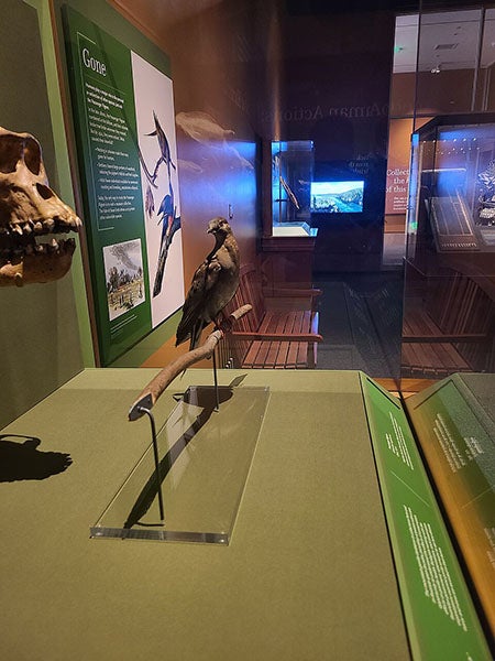 Martha on display in the “Objects of Wonder” exhibit at the Smithsonian Institution, 2017 (Wikimedia commons)