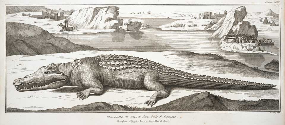 Nile crocodile. Faujas-de-St.-Fond, Barthélemy. Histoire naturelle de la Montagne de Saint-Pierre de Maestricht. Chez H.J. Jansen..., 1799, pl. 43.