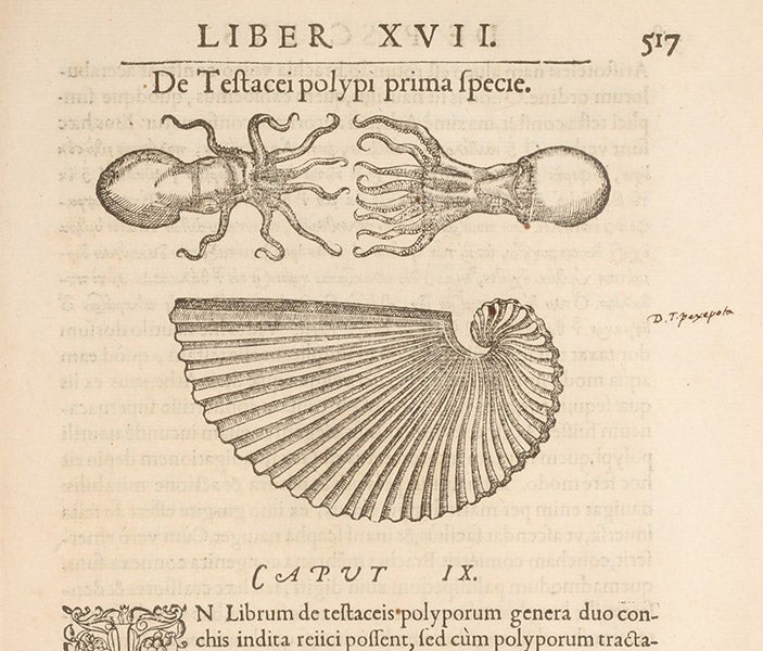 Paper nautilus and occupant, woodcut, Libri de piscibus marinis, by Guillaume Rondelet, vol. 1, p. 537, 1554-55 (The Linda Hall)