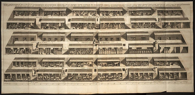 “Optical projection” of all 3 levels of the occupied Ark, with the animals in their compartments, engraving in Arca Noë, by Athanasius Kircher, foll. p. 116, 1675, copy 2 (Linda Hall Library)