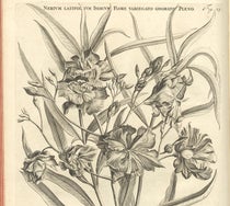 Nerium latifolium Indicum, an oleander, detail of an engraving after Jan or Maria Moninckx, Horti medici amstelodamensis, by Jan Commelin, vol. 1, fig. 23, 1697 (Linda Hall Library)