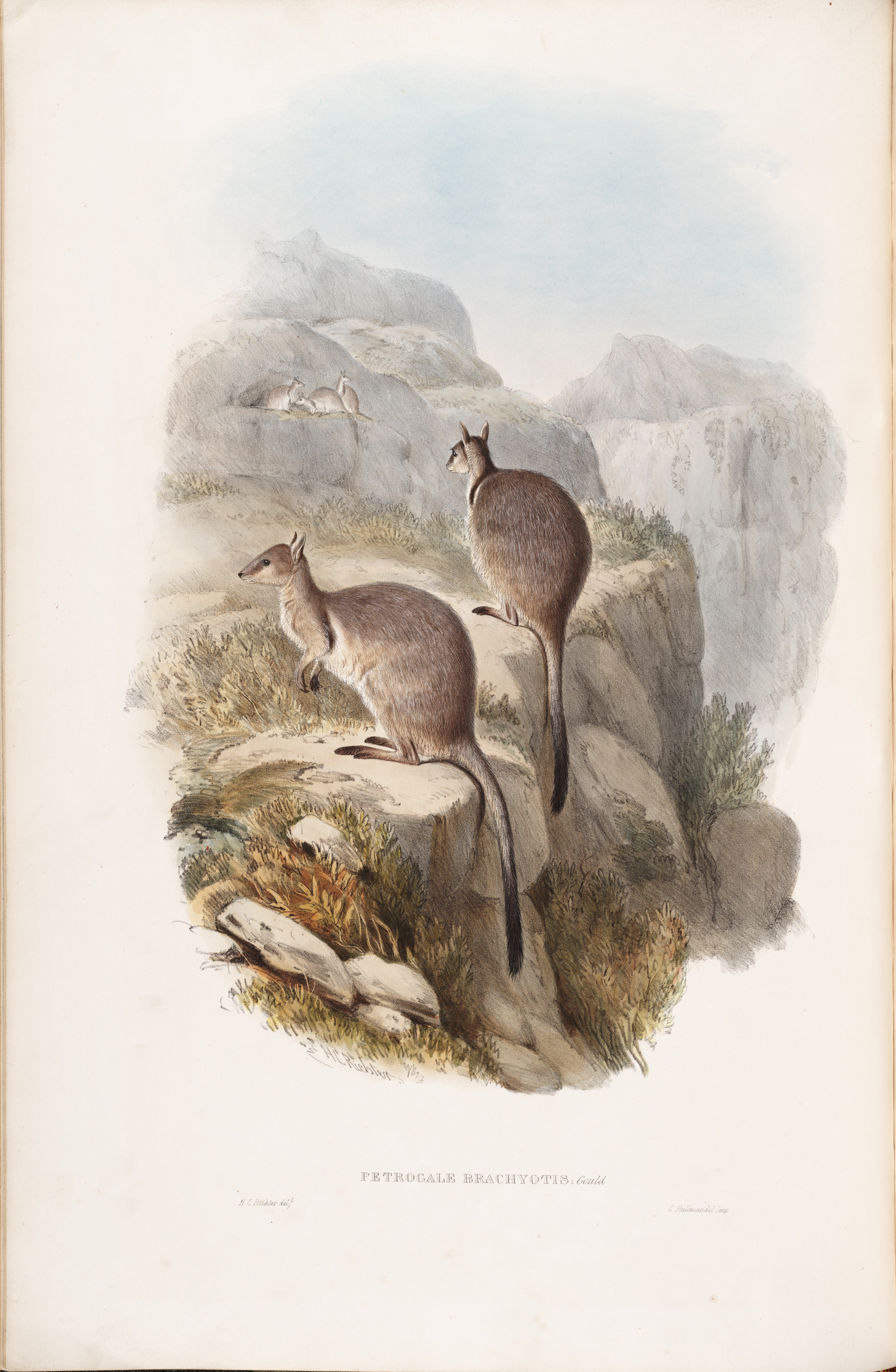 Short-eared Rock Wallaby, Petrogale Brachyotis. This lithograph was drawn on stone by H. C. Richter based on drawings by Elizabeth Gould, but she received no credit for this contribution. Image source: Gould, John, and Elizabeth Gould. A Monograph of the Macropodidæ, or Family of Kangaroos. London: John Gould, 1841, pl. 6.
