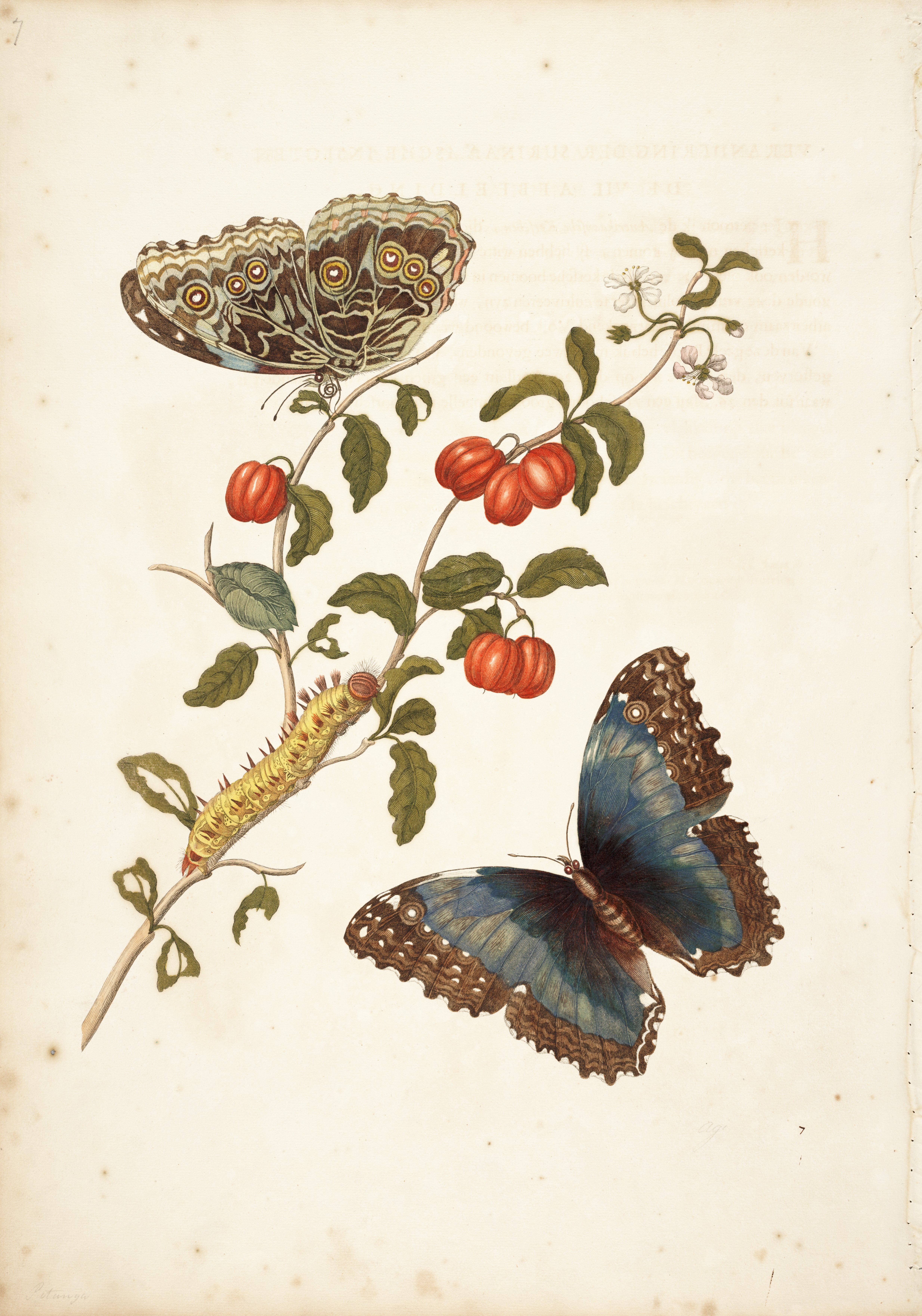 Visiting Surinam, Merian discovered that she did not approve of the Dutch plantation owners. She attributed their lack of systematic cultivation for crop improvement to a lazy nature. She believed that improved agricultural techniques would yield better tasting cherries. She was also critical of their treatment of the natives. 