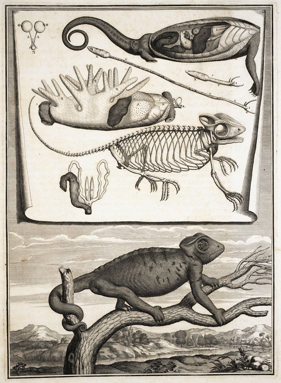 Chameleon. Image source: Perrault, Claude. Mémoires pour servir à l’histoire naturelle des animaux. A Paris: De l’Imprimerie Royale, 1676, pl. 13.
