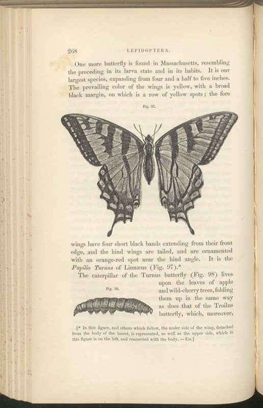 Swallowtail, wood engraving in A Treatise on Some of the Insects Injurious to Vegetation, by Thaddeus William Harris, p. 268, 1862 (Linda Hall Library)