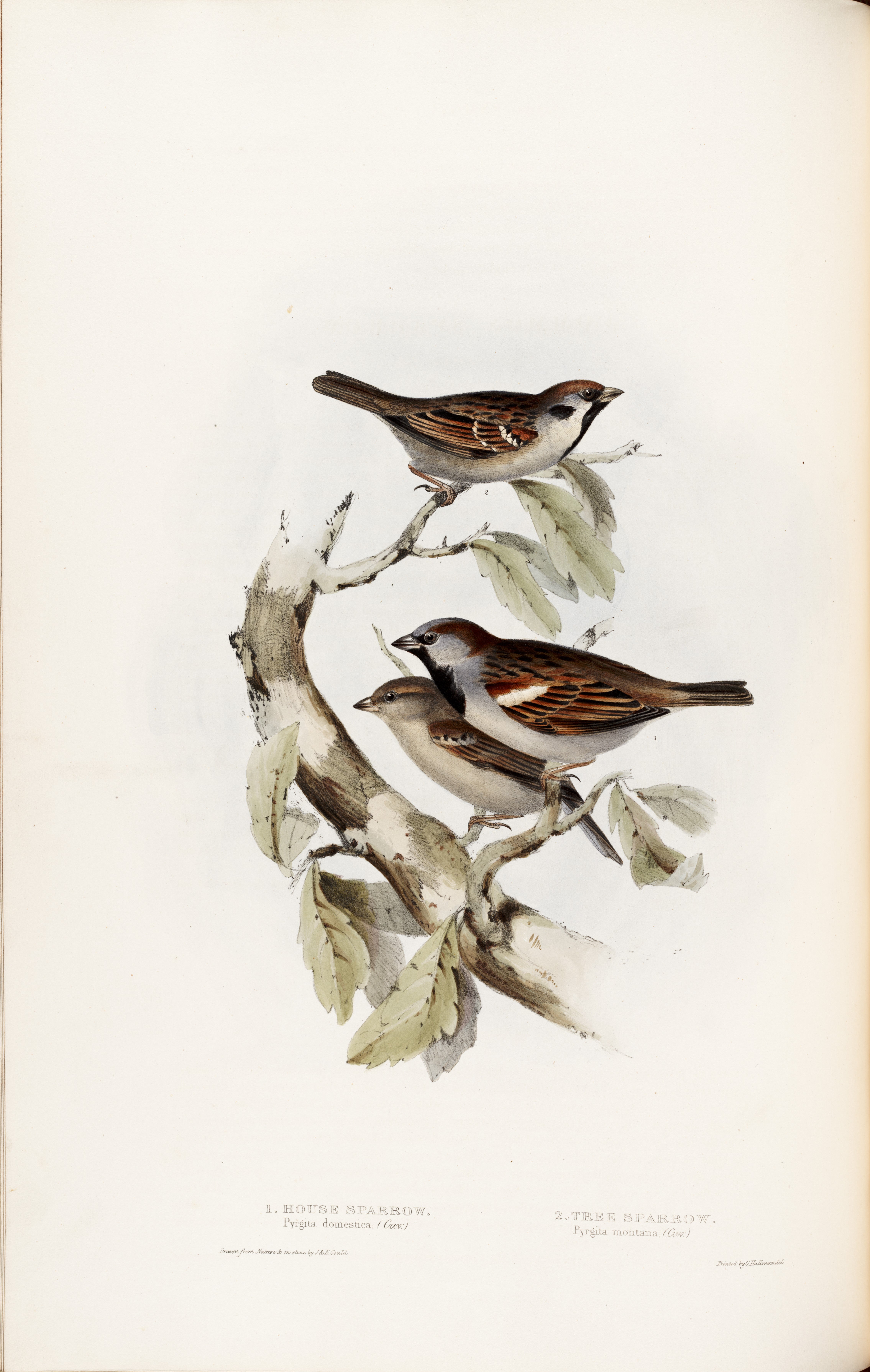 1. House Sparrow, Pyrgita domestica, and 2. Tree Sparrow, Pyrgita montana. Image source: Gould, John, and Elizabeth Gould. The Birds of Europe. Vol. 3, London: Printed by Richard and John E. Taylor, Published by the author, 1837, pl. 184.
