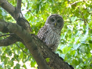 Barred Owl in the LHL Arboretum