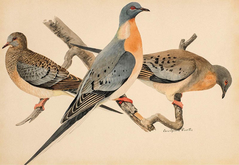 Passenger pigeons, by Louis Agassiz Fuertes, for Birds of New York, 1910-14, plate 42, New York State Museum, Albany (nysm.nysed.gov)