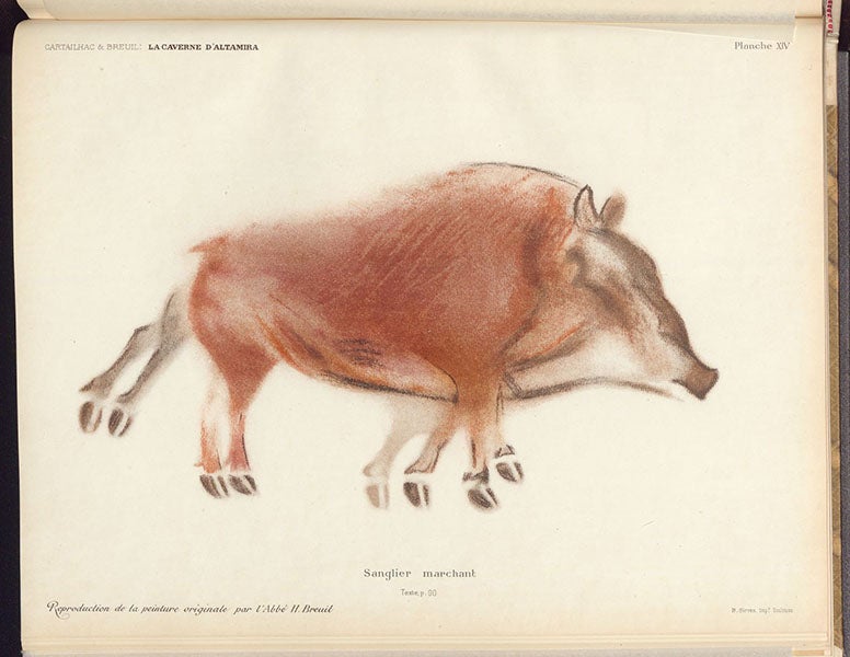 Two wild boars (count the legs), photoprint of a drawing by Henri Breuil, La caverne d'Altamira a Santillane, by Émile Cartailhac and abbé Henri Breuil, plate XXII, 1906 (The Linda Hall)