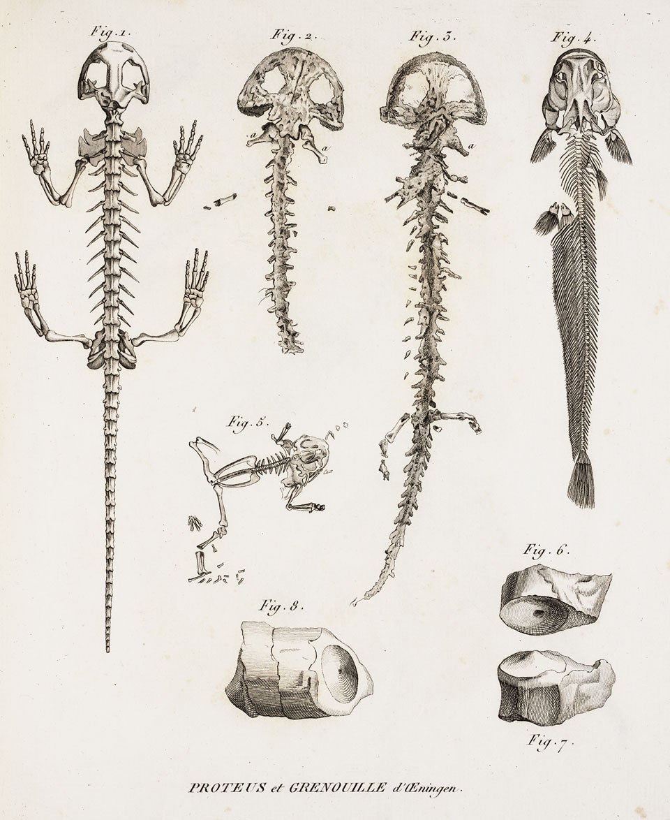 Scheuchzer’s “witness of the flood” and similar extinct salamanders. Image source: Cuvier, Georges. Recherches sur les ossemens fossiles de quadrupèdes. Vol. 4, Chez Deterville, 1812.