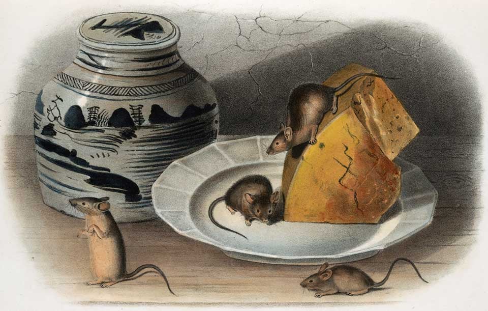 Common Mouse. Image source: Audubon, John James, et al. The Quadrupeds of North America. Vol. 2. New York: V.G. Audubon, 1849, pl. 90.