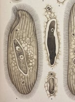 Parasitic infusoia Littorina, painting by Manuel de Castro Silva, detail of plate, Memorias do Instituto Oswaldo Cruz, vol. 3, plate 9, 1911 (Linda Hall Library)