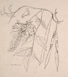 A number of new species, including Oxalis Priceae (Price’s wood sorrel) and Apios Priceana (Price’s groundnut), were first collected by Price and named in her honor. Image source: Sarah (Sadie) Frances Price papers, 1861-1914. Archives Collection 1 RG 4/1/5/8. MBG Archives.