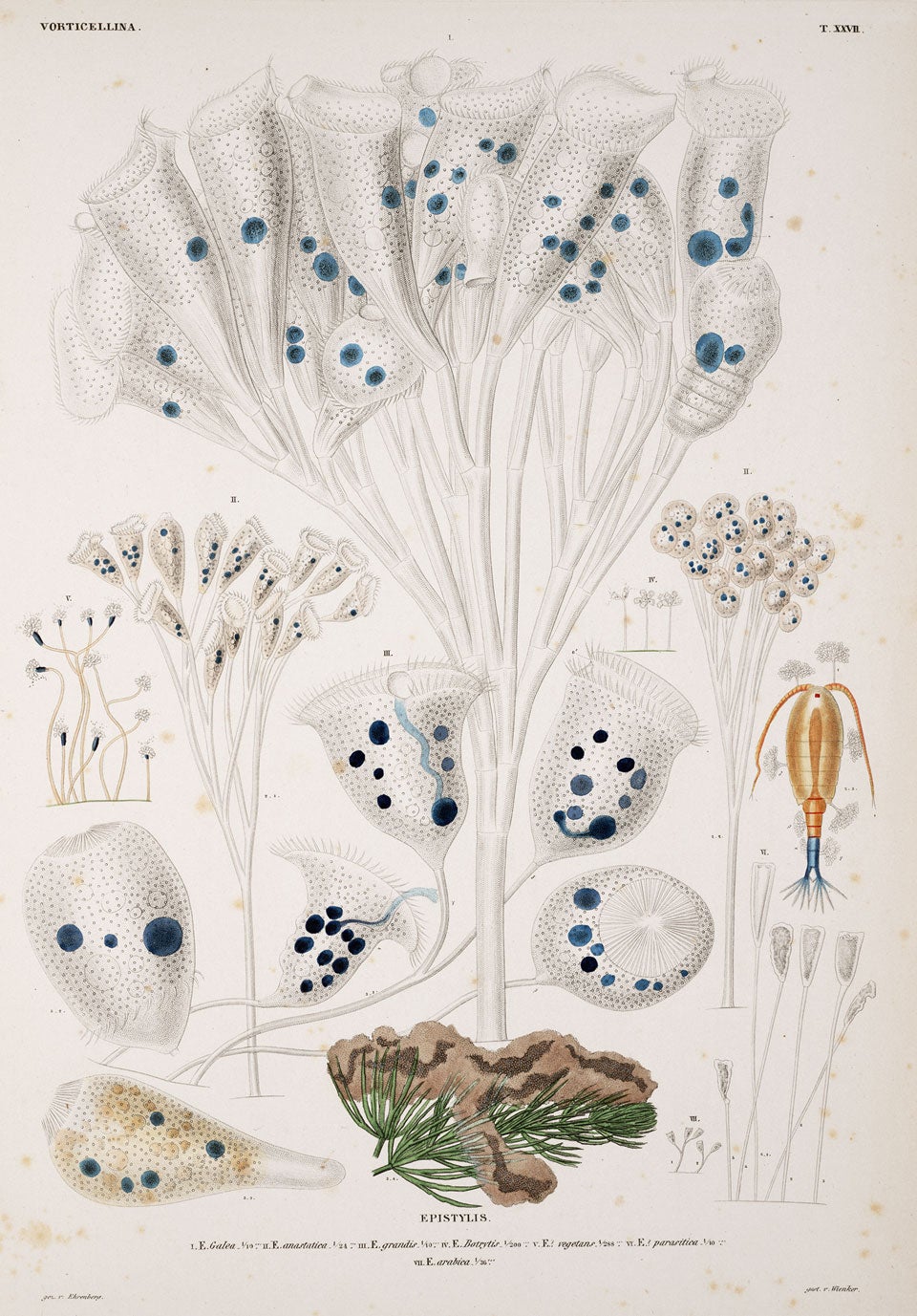 Vorticella. Image source: Ehrenberg, Christian Gottfried. Die infusionsthierchen als vollkommene organismen. Atlas, Leipzig: L. Voss, 1838, pl. 4.