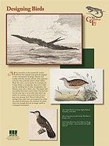 Designing Birds