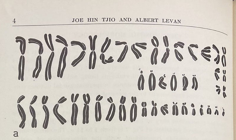 The 46 chromosomes of cell “a”, photographed and then rearranged, detail of plate in “The chromosome number of man,” by J.H. Tjio and A. Levan, Hereditas, vol, 42, p. 4, 1956 (The Linda Hall)