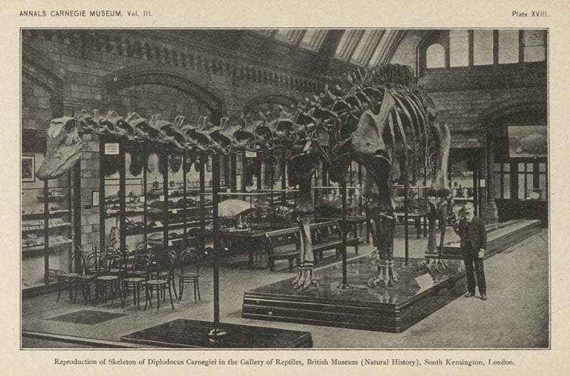 Cast of Diplodocus carnegiei in the British Museum (Natural History), after the unveiling, 1905, Annals of the Carnegie Museum, vol. 3, no. 3, plate 18, 1905 (Linda Hall Library)