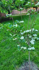 Venus Dogwood spring