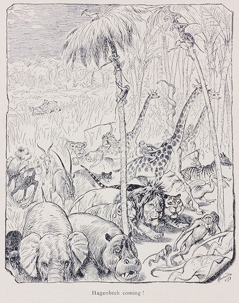 “Hagenbeck comes!”, cartoon in Beasts and Men, being Carl Hagenbeck's Experiences for Half a Century among Wild Animals, by Carl Hagenbeck, p. 64, 1909 (Linda Hall Library)