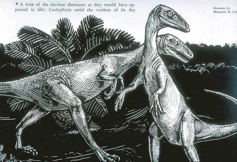 Pair of Coelophysis as they might have appeared in life, woodcut after drawing by Margaret Colbert, "Little Dinosaurs of Ghost Ranch," by Edwin H. Colbert, Natural History, vol. 56, p. 392, 1947 (Linda Hall Library)