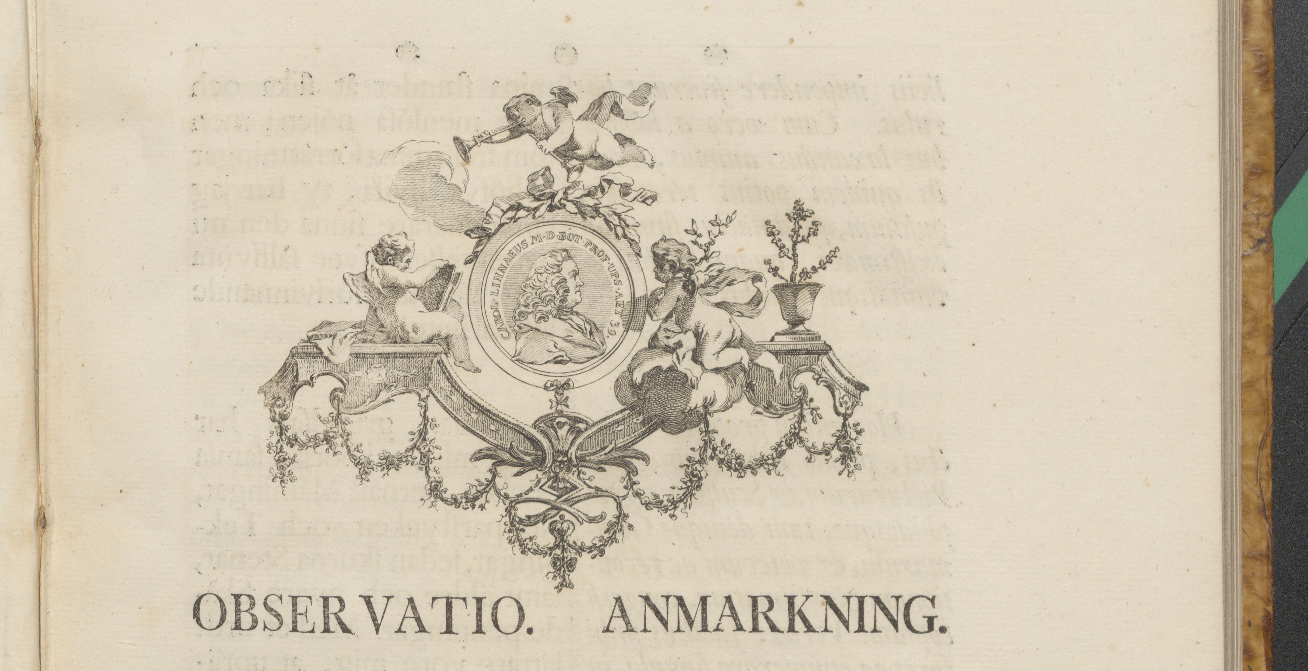 Museum Tessinianum Linnaeus portrait cropped