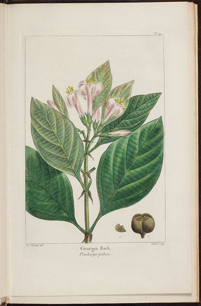 Georgia Bark, Pinckneya pubens, hand-colored engraving by P.-J. Redouté, The North American Sylva: or, A Description of the Forest Trees of the United States, Canada, and Nova Scotia, by François-André Michaux, vol. 1, plate 49, 1865 (The Linda Hall)