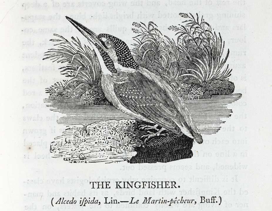 Kingfisher. Image source: Bewick, Thomas. A History of British Birds. Vol. 2, Newcastle: Printed by Edward Walker, for T. Bewick, 1809, p. 33.
