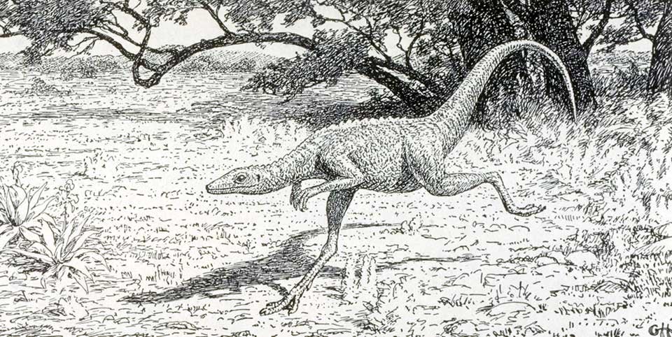 Restoration of Compsognathus by Gerhard Heilmann. This work was on display in the original exhibition as item 44. Image source: Heilmann, Gerhard. The Origin of Birds. New York, D. Appleton & Company, 1927, p. 168.
