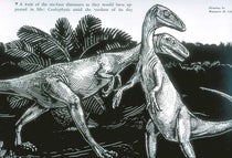Pair of Coelophysis as they might have appeared in life, woodcut after drawing by Margaret Colbert, "Little Dinosaurs of Ghost Ranch," by Edwin H. Colbert, Natural History, vol. 56, p. 392, 1947 (Linda Hall Library)