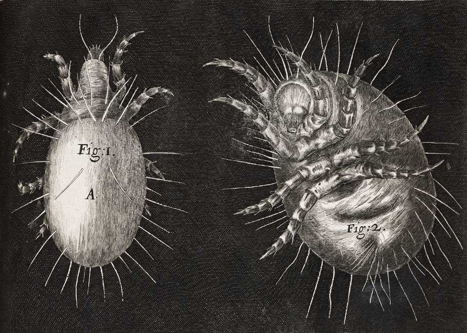 Mite. Image source: Hooke, Robert. Micrographia: Or, Some Physiological Descriptions of Minute Bodies Made by Magnifying Glasses. London: Printed by Jo. Martyn and Ja. Allestry, 1665, pl. 36.
