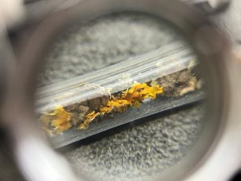 X. fallax sample viewed through the loupe.