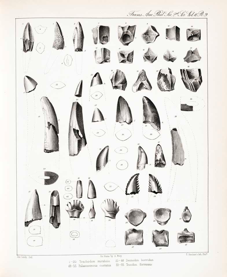 Trachodon teeth (1-20) and other fossils by Joseph Leidy. This work is part of our History of Science Collection, but it was NOT included in the original exhibition. Image source: Leidy, Joseph. "Extinct vertebrata from the Judith River and Great Lignite Formations of Nebraska," in: Transactions of the American Philosophical Society, New Ser., vol. 11 (1860), pl. 9.