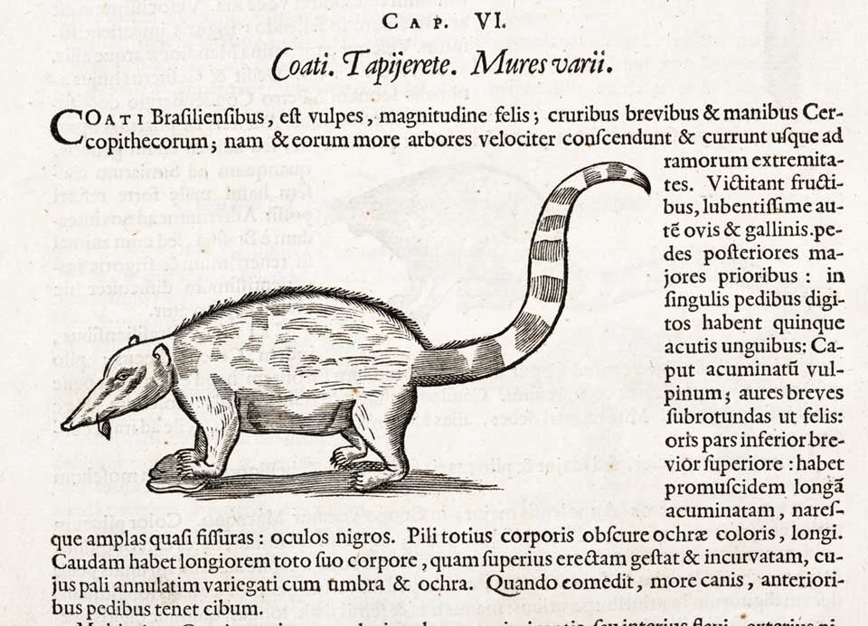 Coati. Image source: Piso, Willem. Historia naturalis Brasiliae. Leiden; Amsterdam: apud F. Hackium; L. Elzevirium, 1648, p. 228.
