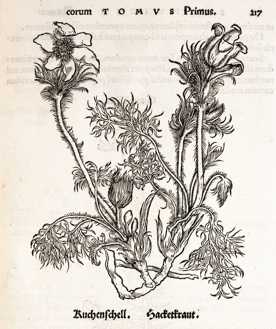 Pasqueflower. Image source: Brunfels, Otto. Herbarvm vivae eicones ad nature imitationem. Argentorati: apud Ioannem Schottü, 1530, p. 217.
