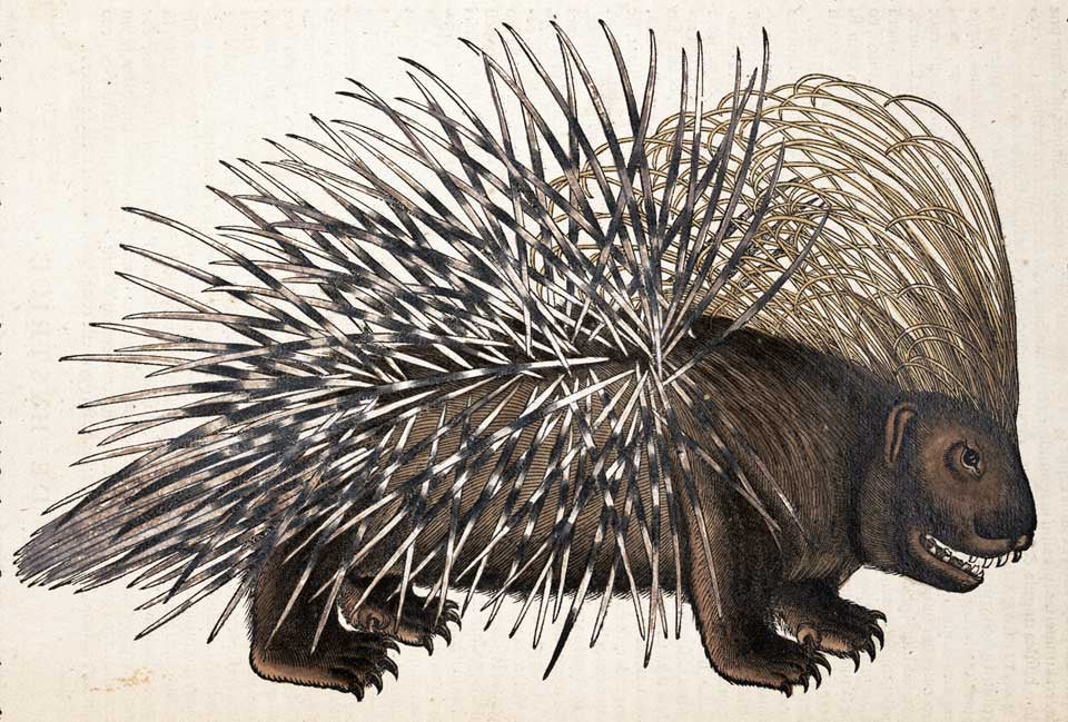 Porcupine. Image source: Gessner, Conrad. Historiæ animalium lib. I. Zurich: apud Christ. Froschoverum, 1551, p. 632.
