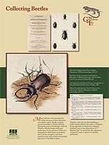 Collecting Beetles