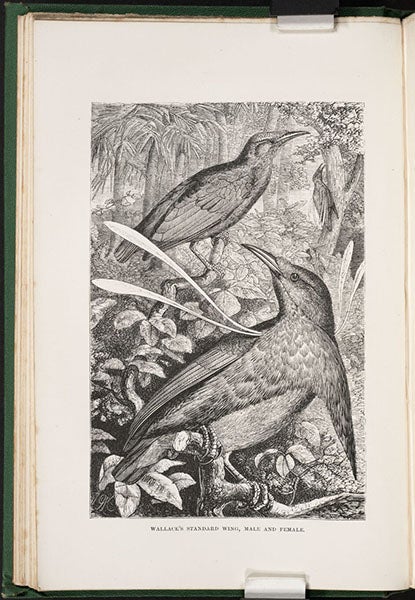 “Wallace’s standard wing,” a bird of paradise, wood engraving, The Malay Archipelago, by Alfred Russel Wallace, vol. 1, 1869 (Linda Hall Library)