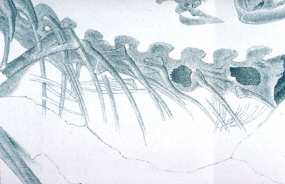 Detail of Compsognathus longipes. This work was on display in the original exhibition as item 13. Image source: Wagner, Andreas. "Neue Beitrage zur Kenntnis der urweltlichen Fauna des lithographischen Scheifers," in: Abhandlungen der Mathemat.-Physikalischen Classe der Koeniglich Bayerischen Akademie der Wissenschaften, vol. 9 (1861), pl. 3.